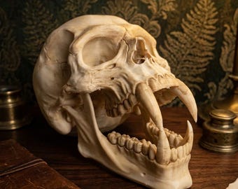 Fantastical vampire skull in the style of a cabinet of curiosities