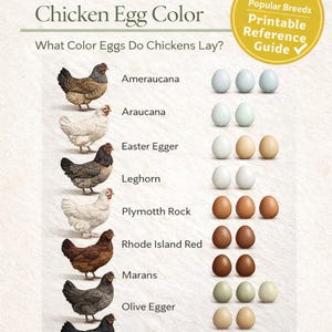 Puede incluir: Un gráfico que ilustra los colores de los huevos de gallina, con ilustraciones de varias razas de gallinas y sus correspondientes colores de huevo. El gráfico incluye el texto "Chicken Egg Color" y "What Color Eggs Do Chickens Lay?" Un círculo amarillo indica "11 Popular Breeds Printable Reference Guide".