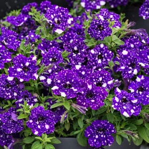 May include: A close-up of a cluster of vibrant purple petunia flowers with white speckles, resembling a starry night sky. The flowers have a trumpet shape and are surrounded by green foliage. The image showcases the beauty of nature.
