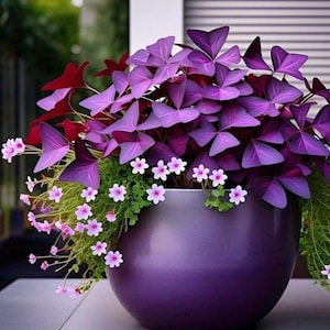 Peut inclure: Un pot de fleurs violet brillant débordant de trèfles violets et de petites fleurs roses et blanches. Le pot est posé sur une surface grise, créant un contraste saisissant avec la verdure luxuriante.