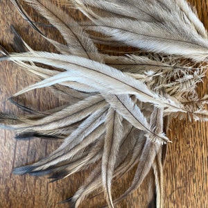 May include: A collection of soft, light brown and white feathers with dark brown tips. The feathers are arranged in a fan shape on a wooden surface.