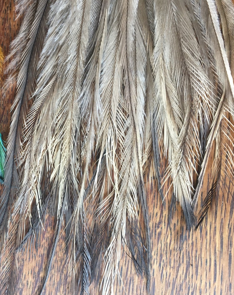 Extra Long Natural Emu Feathers X 300 Emu Tail Etsy