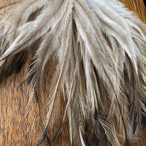 May include: A cluster of long, slender feathers featuring a natural colour palette of soft beige, light tan, and cream tones. The individual feathers exhibit fine, hair-like barbs with darker, charcoal-coloured tips that taper to thin, pointed ends.