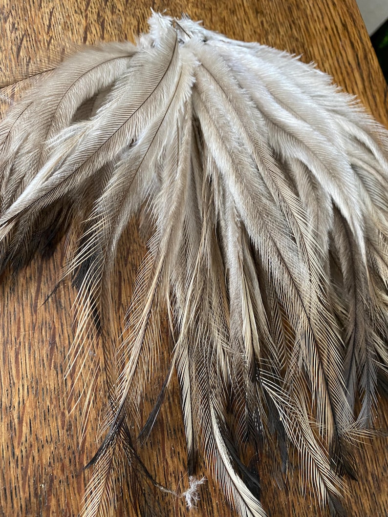 May include: A cluster of long, slender feathers featuring a natural colour palette of soft beige, light tan, and cream tones. The individual feathers exhibit fine, hair-like barbs with darker, charcoal-coloured tips that taper to thin, pointed ends.