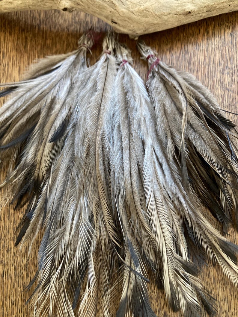 May include: A collection of long, slender feathers featuring a mix of grey, brown, and black tones. Each feather is bundled at the top with a thin, dark red thread, creating a fan-like arrangement of natural plumage with fine, delicate barbs.