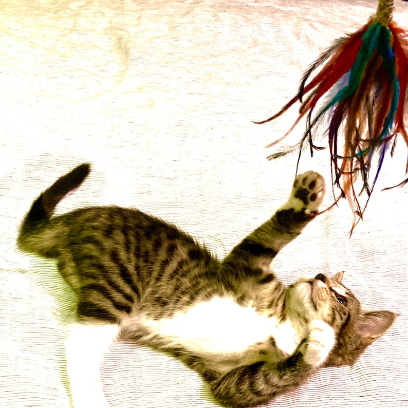 Cat Teaser Toy, Feather Wand for Cats, Feather Cat Toy, Interactive Cat Play, Fun Cat Accessories, Pet Supplies, Best Cat Toys, Teaser Wand image 4