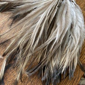 May include: A collection of long, slender feathers arranged in a fan shape. The feathers feature a gradient colour pattern, transitioning from a light, creamy beige at the top to a dark, charcoal grey at the pointed tips, with fine, hair-like barbs.