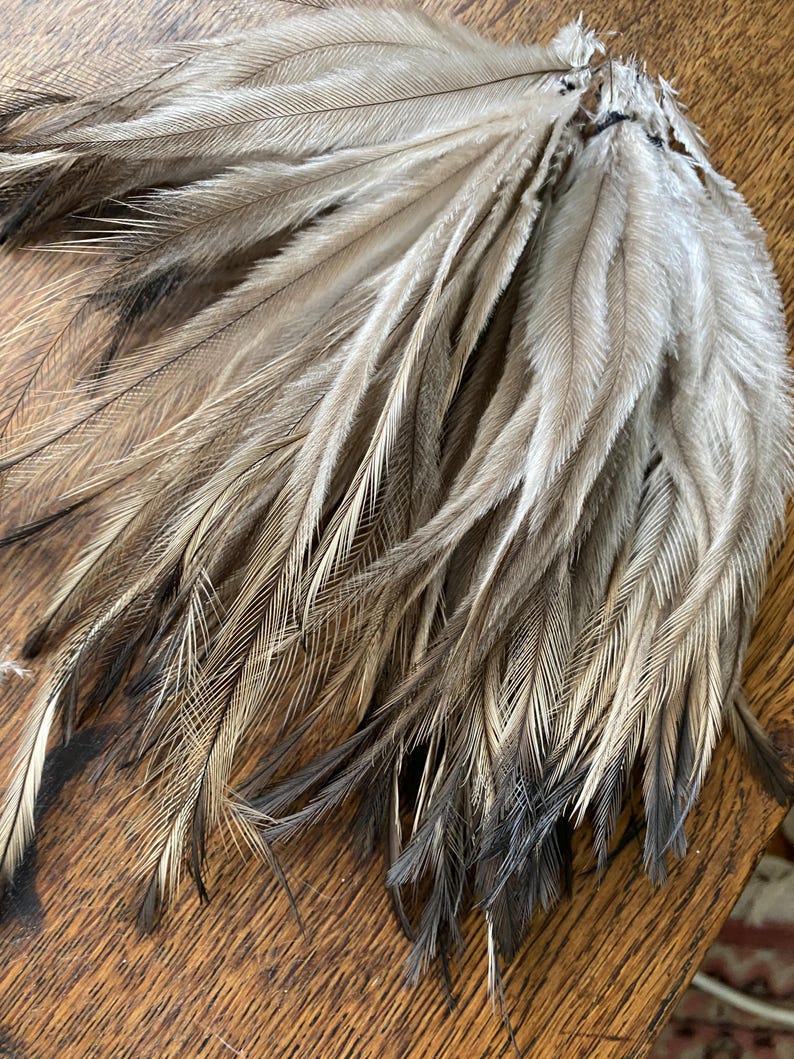 May include: A collection of long, slender feathers arranged in a fan shape. The feathers feature a gradient colour pattern, transitioning from a light, creamy beige at the top to a dark, charcoal grey at the pointed tips, with fine, hair-like barbs.