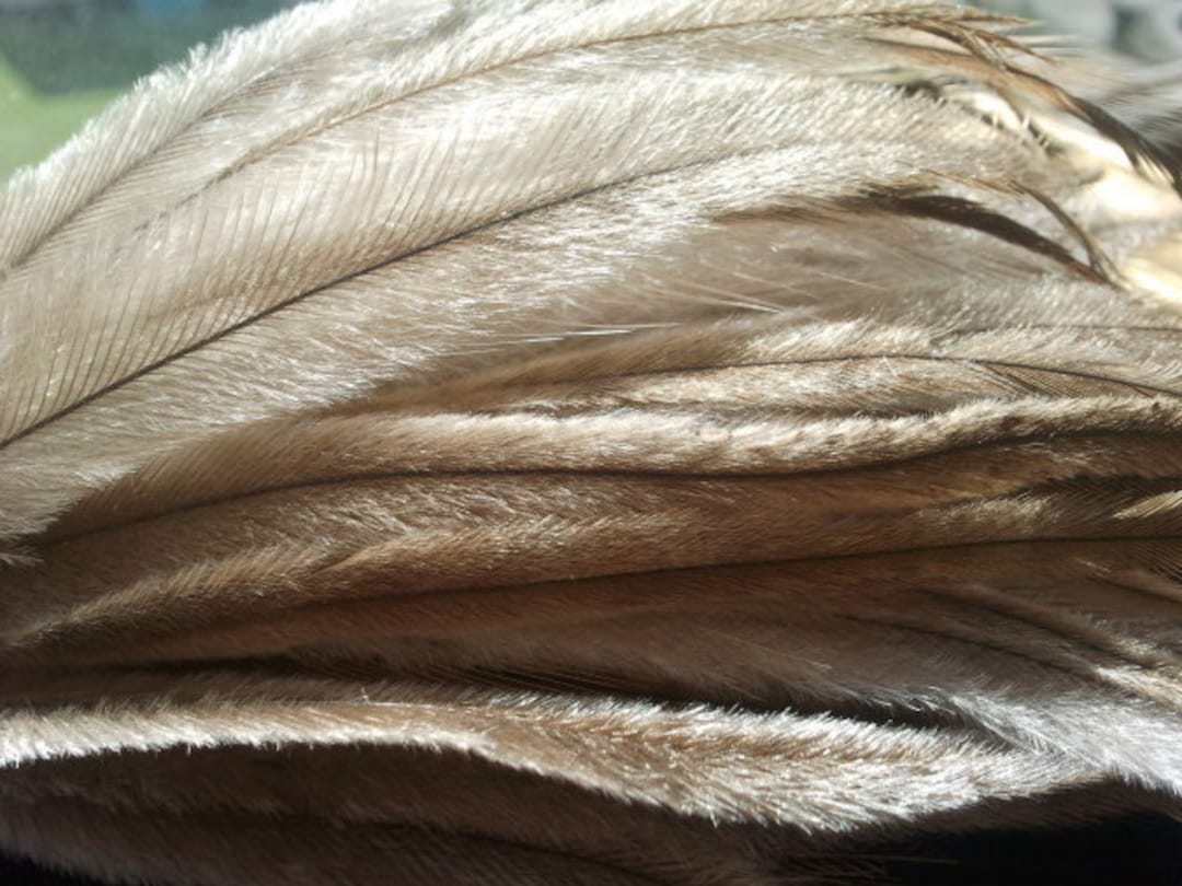 50 Emu Feathers 67 Inches, Real Feathers Extensions, Natural Feathers