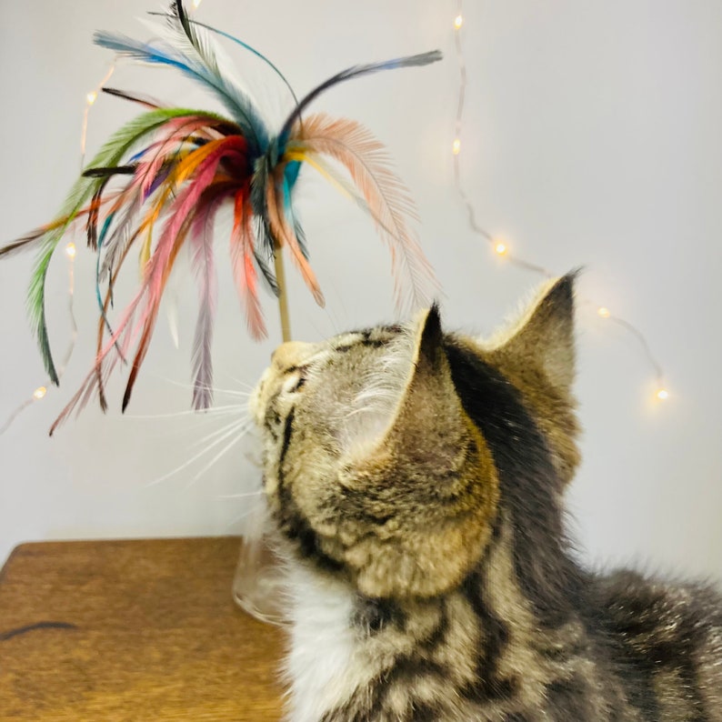 Cat Teaser Toy, Feather Wand for Cats, Feather Cat Toy, Interactive Cat Play, Fun Cat Accessories, Pet Supplies, Best Cat Toys, Teaser Wand image 1