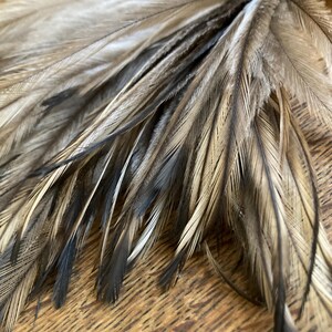 May include: A collection of natural feathers featuring a mix of earthy tones including beige, tan, cream, and dark brown. The feathers display fine, hair-like barbs with distinct dark brown to black streaks running along the central shafts.