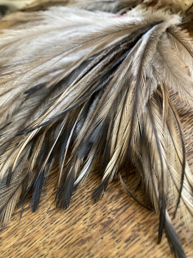 May include: A collection of natural feathers featuring a mix of earthy tones including beige, tan, cream, and dark brown. The feathers display fine, hair-like barbs with distinct dark brown to black streaks running along the central shafts.