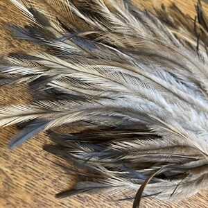 May include: A collection of long, slender feathers featuring a natural colour palette of light grey, tan, and dark brown. The feathers are bundled together at the base with small, thin red elastic bands, displaying fine, wispy barbs and pointed tips.