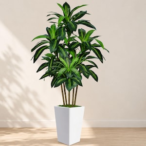 chinese money plant for sale Chinese Money Plant For Sale  Logee's Plants