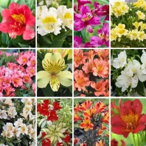 Mélange de graines d'Alstroemeria - Collection de fleurs de lys du Pérou