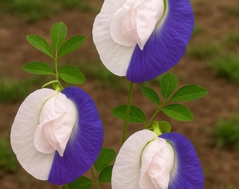 Fjärilsärtsfrön – Vibrant Blue Climbing Garden Vine