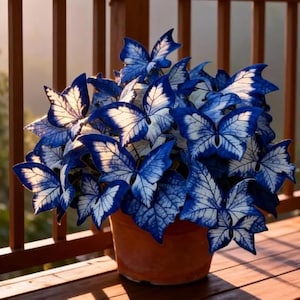 Butterfly Geranium Seeds – Colorful Pollinator Friendly Garden Blooms