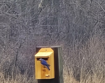 Kentucky slot Bluebird house nest box
