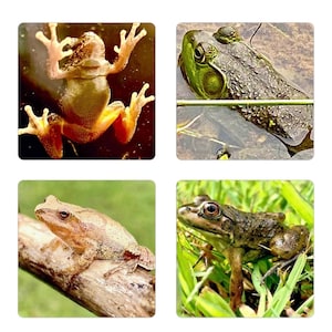 2x2 Inch Frog Magnets - Set of 4