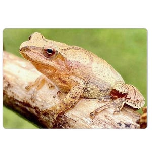 May include: A close-up of a tree frog perched on a branch. The frog has a light brown body with darker spots and a pale belly. The branch is a light brown color, and the background is a soft green.