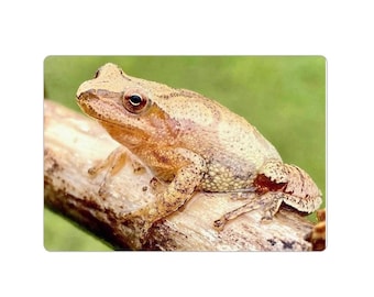 Spring Peeper Frog 3x5 Inch Magnet
