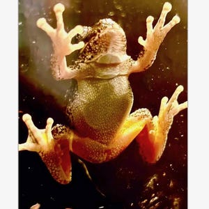 May include: A close-up image of a tree frog clinging to a surface. The frog's skin is a mottled pattern of brown and tan, with orange and yellow accents on its legs and feet. The frog's eyes are visible, and its limbs are spread out.
