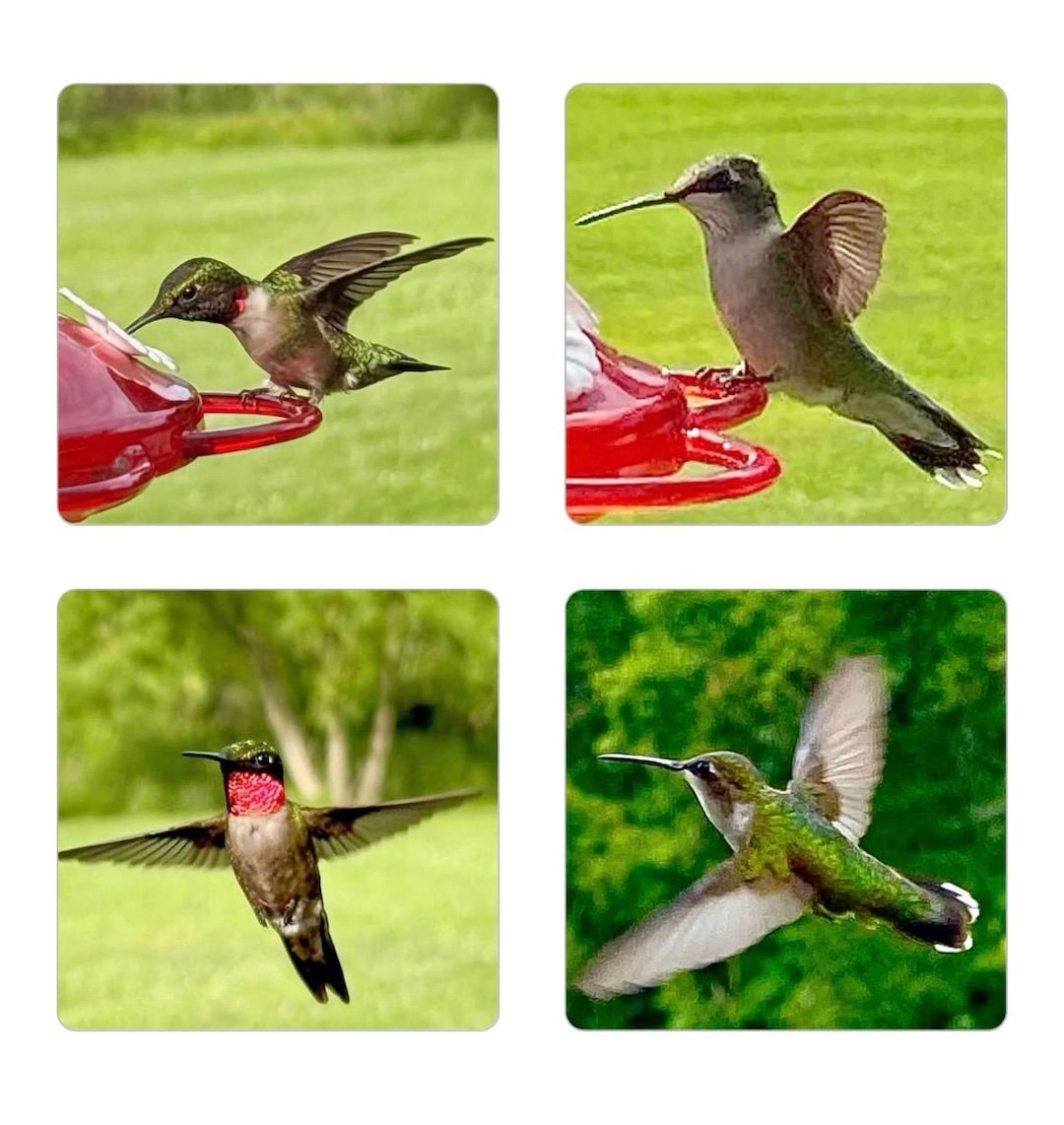 2x2 Inch Hummingbird Magnets - Set of 4 - Etsy
