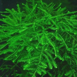 May include: Close-up of bright green aquatic plant, likely used in aquariums. The plant has a dense, bushy appearance with many small, needle-like leaves. The background is dark, emphasizing the vibrant green color of the plant.