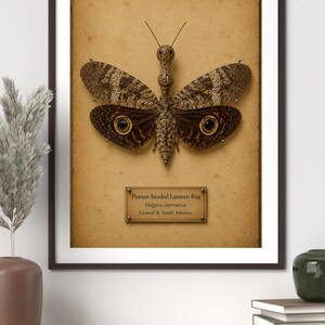 Peanut Headed Lantern Bug Print | Vintage Entomology Wall Art (Digital Download)