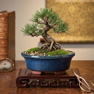 May include: A small pine bonsai tree with a textured, gnarled trunk and green needles, planted in a deep blue ceramic pot filled with soil, moss, and small pebbles. The pot rests on a dark wooden display stand next to metal pruning shears.