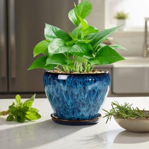 Könnte beinhalten: Eine lebendige grüne Pothos-Pflanze in einem glänzenden blauen Keramiktopf mit passender Untertasse. Der Topf hat ein strukturiertes Muster. Kleine Steine bedecken die Erde. Frische Kräuter sind in der Nähe angeordnet.