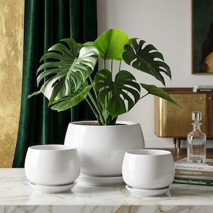 Op de afbeelding: Een grote Monstera-plant in een witte keramische pot, geflankeerd door twee kleinere bijpassende potten. De plant heeft grote, groene, gespleten bladeren. De potten staan op een marmeren oppervlak, met een groene gordijn en gouden accenten op de achtergrond.
