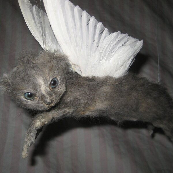 Taxidermy Flying Kitten With Real Wings ----- LAST DAY This Will Be On Etsy --- Half Off