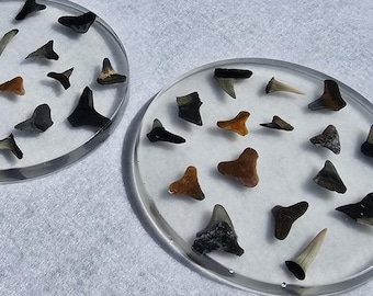 Real Fossil Shark Tooth Coaster | Handmade Florida Ocean Decor