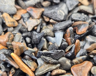 1 oz Venice Beach Shark Teeth – Real Florida Fossils, Polished & Colorful Beach Finds