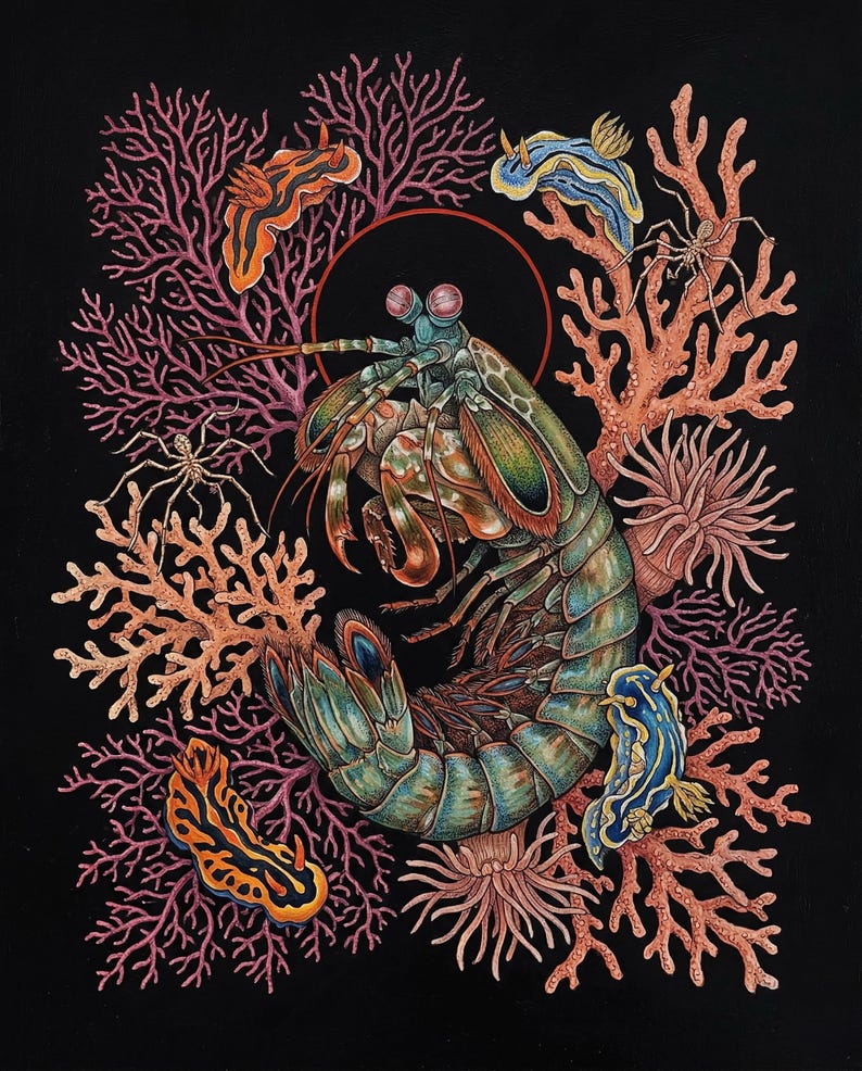 May include: A detailed illustration of a mantis shrimp surrounded by coral and other sea creatures against a black background. The shrimp is green, brown, and blue, with large eyes. Coral is pink and orange, and other sea creatures are blue and orange.