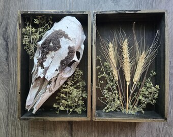 Verzierter Hirschschädel - Kuriosität aus echtem Knochen aus ethischer Sicht