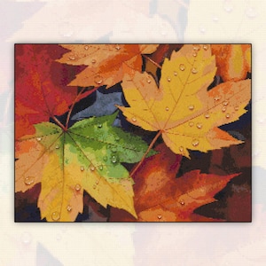 Puede incluir: Primer plano de hojas de otoño coloridas, mostrando una vibrante mezcla de tonos rojos, naranjas, amarillos y verdes. Gotas de agua brillan sobre las hojas, añadiendo frescura. La imagen captura la belleza del follaje otoñal.