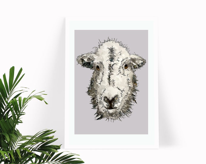 Herdwick Sheep