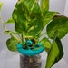 see more listings in the Planty Things section