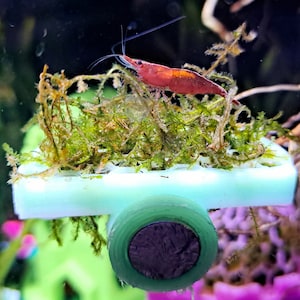 May include: A small, red shrimp sits on a bed of green moss, which is attached to a light blue, magnetic, aquarium plant holder. The holder has a round, dark gray magnet on the bottom.