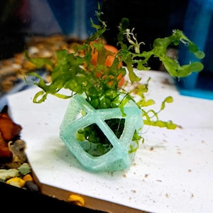 May include: A light green, geometric, 3D printed planter with a leafy green plant growing inside.