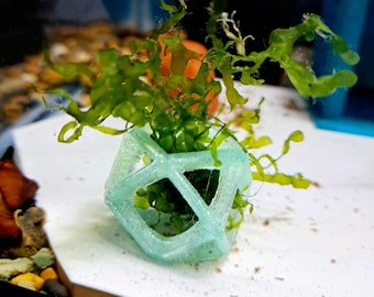 Shrimp Decor ~ Geometric Design ~ Moss Holder ~ Subwassertang Holder