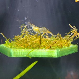 Aquatic Magnetic Shelf ~ *LARGE* Moss Ledge