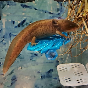 May include: A brown axolotl with dark spots is perched on a blue plastic leaf-shaped platform. The axolotl is in a clear tank with a white background.