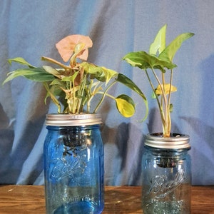 May include: Two blue glass mason jars with silver lids, containing houseplants. The plant in the larger jar has pink and green leaves, while the plant in the smaller jar has green leaves.