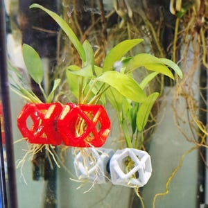 May include: An underwater aquarium scene featuring aquatic plants with vibrant green leaves. The plants are anchored in red and white geometric holders, showcasing a modern aesthetic. The image highlights the contrast between the colorful holders and the natural greenery.