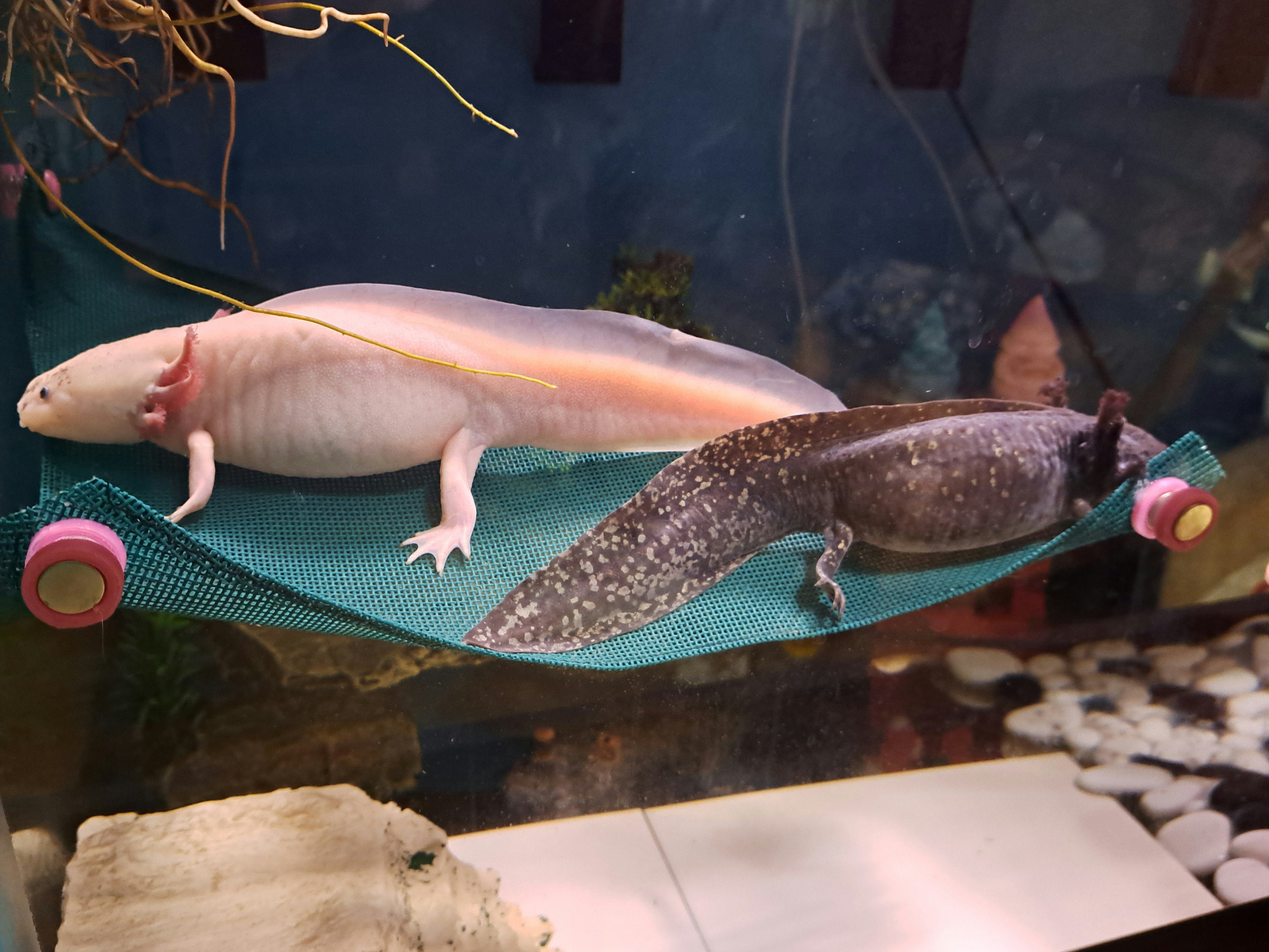 Cheap hot sale aquarium accessories