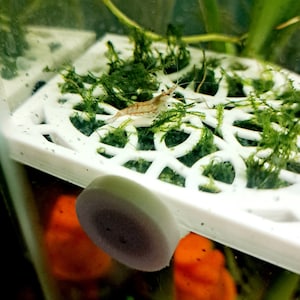 May include: A small, translucent shrimp with brown and white stripes rests on a white, latticed platform covered in green moss. A light purple and white oval-shaped object is in the foreground, with orange shapes visible in the background.