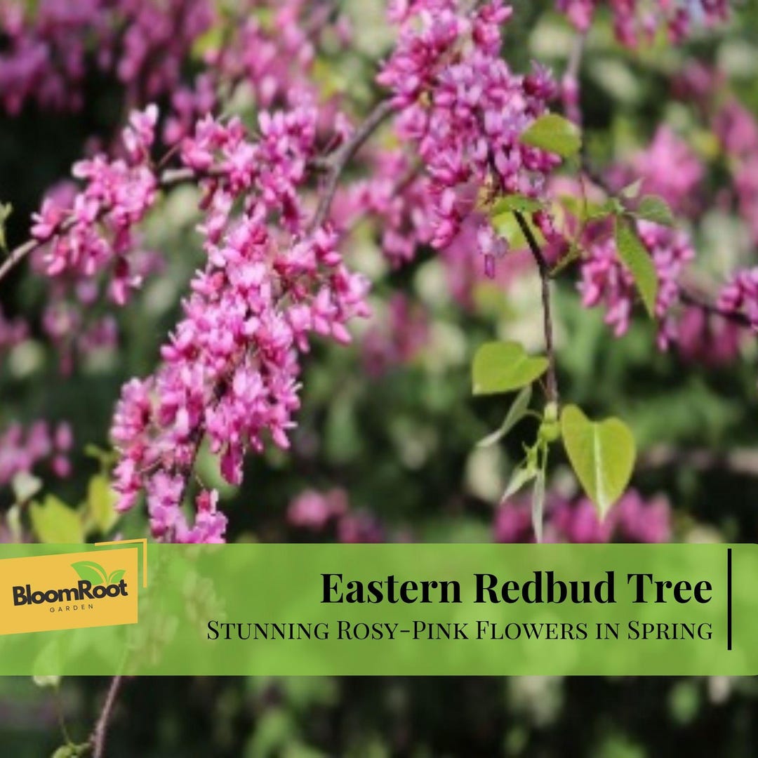 Eastern Redbud Tree, Deciduous, Rosy-pink Flowers, 12-24" Tall - Etsy